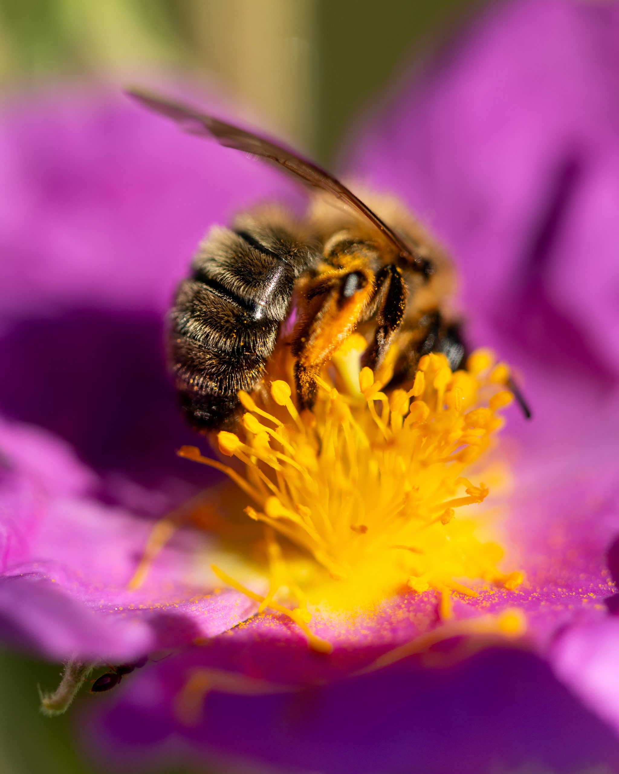 02.Calavon.biodiversité